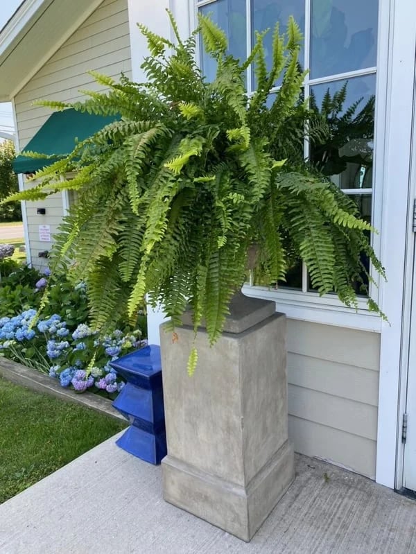 Last Day Discount：80% OFF UV Resistant Lifelike Artificial Boston Fern 🪴