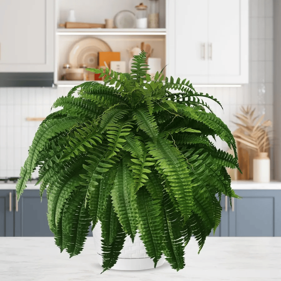 Last Day Discount：80% OFF UV Resistant Lifelike Artificial Boston Fern 🪴