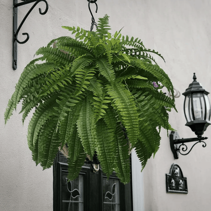 Last Day Discount：80% OFF UV Resistant Lifelike Artificial Boston Fern 🪴