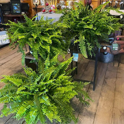 Last Day 80% OFF UV Resistant Lifelike Artificial Boston Fern